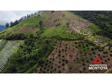 Finca productiva de 130 hectáreas en Génova, Quindío
