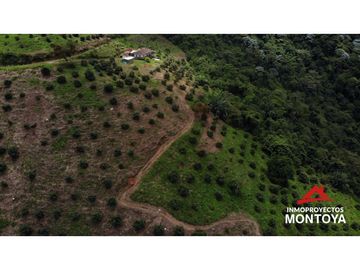 Finca productiva de 130 hectáreas en Génova, Quindío