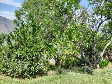 VENTA CASA FINCA VEREDA MESTIZAL SAN JERONIMO ANTIOQUIA