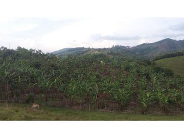 Venta de Finca en Pácora, Caldas | Finca en venta