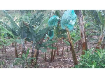 Venta de Finca en Pácora, Caldas | Finca en venta