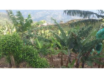 Venta de Finca en Pácora, Caldas | Finca en venta