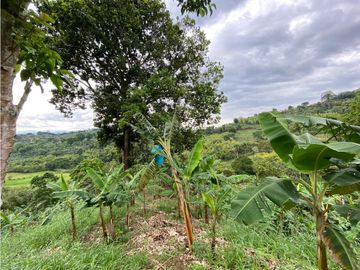 Se Vende Finca Paisaje Cultural Cafetero Buenavista Quindío