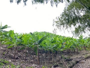 Se Vende Finca Paisaje Cultural Cafetero Buenavista Quindío