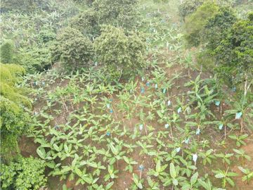 Se Vende Finca Paisaje Cultural Cafetero Buenavista Quindío