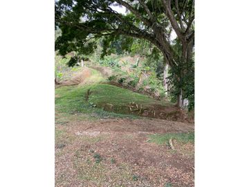 Se Vende Finca Paisaje Cultural Cafetero Buenavista Quindío