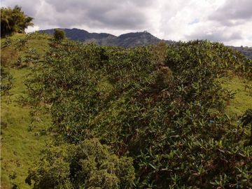 Se Vende Finca Paisaje Cultural Cafetero Buenavista Quindío