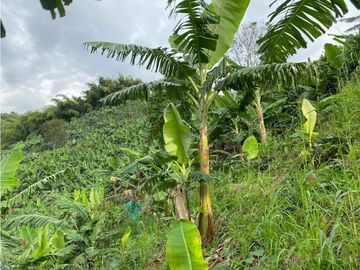 Se Vende Finca Paisaje Cultural Cafetero Buenavista Quindío
