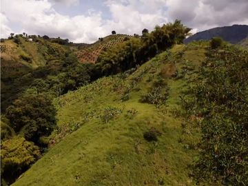 Se Vende Finca Paisaje Cultural Cafetero Buenavista Quindío