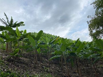 Se Vende Finca Paisaje Cultural Cafetero Buenavista Quindío