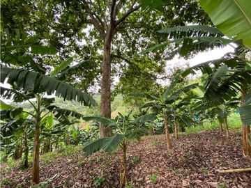 Se Vende Finca Paisaje Cultural Cafetero Buenavista Quindío