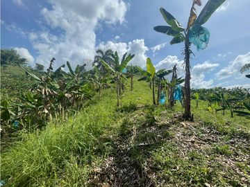 Se Vende Finca Paisaje Cultural Cafetero Buenavista Quindío