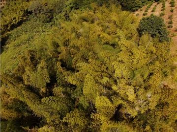 Se Vende Finca Paisaje Cultural Cafetero Buenavista Quindío