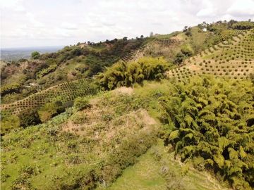 Se Vende Finca Paisaje Cultural Cafetero Buenavista Quindío