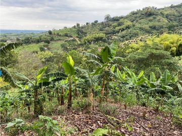 Se Vende Finca Paisaje Cultural Cafetero Buenavista Quindío