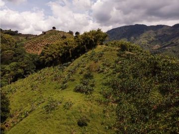 Se Vende Finca Paisaje Cultural Cafetero Buenavista Quindío