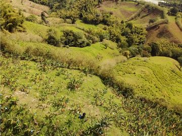 Se Vende Finca Paisaje Cultural Cafetero Buenavista Quindío