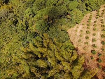 Se Vende Finca Paisaje Cultural Cafetero Buenavista Quindío