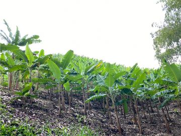 Se Vende Finca Paisaje Cultural Cafetero Buenavista Quindío