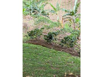 Se Vende Finca Paisaje Cultural Cafetero Buenavista Quindío