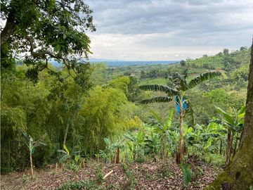 Se Vende Finca Paisaje Cultural Cafetero Buenavista Quindío