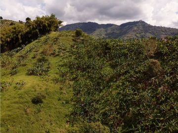Se Vende Finca Paisaje Cultural Cafetero Buenavista Quindío