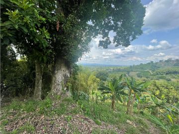 Se Vende Finca Paisaje Cultural Cafetero Buenavista Quindío