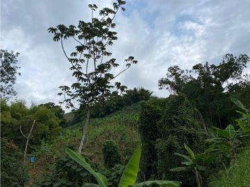 Se Vende Finca Paisaje Cultural Cafetero Buenavista Quindío