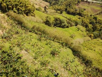 Se Vende Finca Paisaje Cultural Cafetero Buenavista Quindío