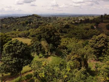 Se Vende Finca Paisaje Cultural Cafetero Buenavista Quindío