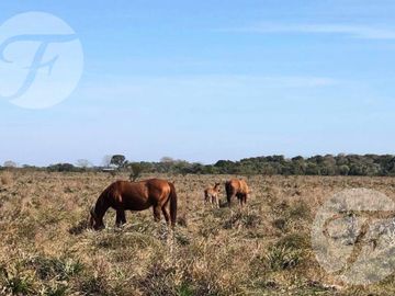Corrientes I Campo 4168 ha