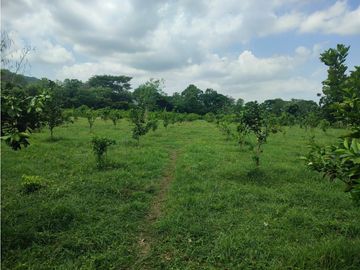 FINCA EN VENTA - Entre PIOJO y JUAN DE ACOSTA