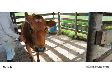 vendo finca san vicente Ferrer Antioquia, 7,7 hectáreas CH MO