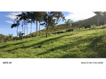 vendo finca san vicente Ferrer Antioquia, 7,7 hectáreas CH MO