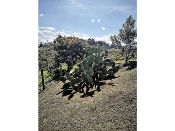 FINCA VEREDA SAN LUIS RIONEGRO