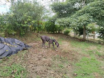 Casa de campo en venta / permuta - Santa Rosa de Tapias Guacarí Valle