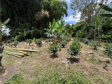 VENTA DE FINCA PRODUCTORA DE CAFE, PLATANO Y TURISMO