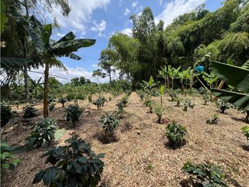 VENTA DE FINCA PRODUCTORA DE CAFE, PLATANO Y TURISMO