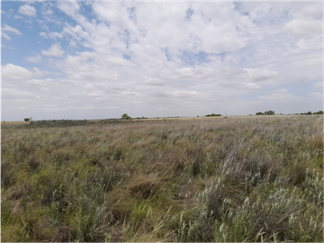 VENTA CAMPO MARTIN DE LOYOLA  GANADERO OPORTUNIDAD SAN LUIS