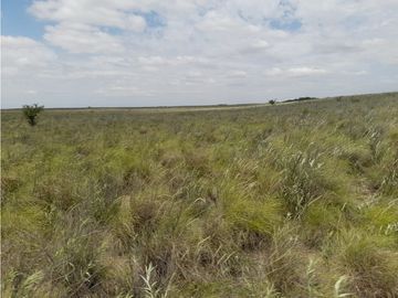 VENTA CAMPO MARTIN DE LOYOLA  GANADERO OPORTUNIDAD SAN LUIS