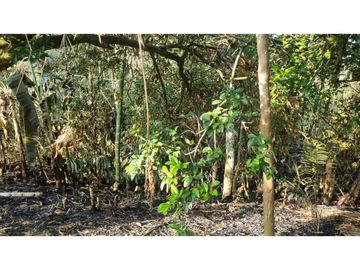 Finca de 3.926m2 en venta Santa Elena El Cerrito Valle Colombia