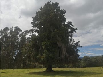 ESPECTACULAR FINCA PARA PRODUCCIÓN AGROPECUARIA