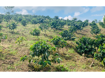 Finca en venta en la vereda Planadas, Santa Rosa de Cabal, Risaralda