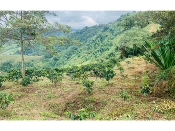 Finca en venta en la vereda Planadas, Santa Rosa de Cabal, Risaralda