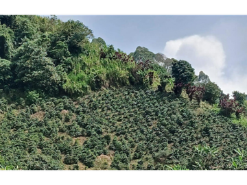 Finca en venta en la vereda Planadas, Santa Rosa de Cabal, Risaralda