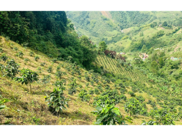 Finca en venta en la vereda Planadas, Santa Rosa de Cabal, Risaralda