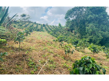Finca en venta en la vereda Planadas, Santa Rosa de Cabal, Risaralda
