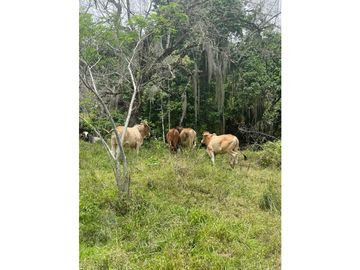 Venta de finca en Venecia Antioquia. Via Bolombolo.