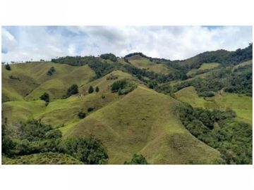FINCA PARA PROYECTO MEDIANO IDEAL AGUACATES HASS