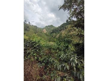 SE VENDE FINCA A 12 MINUTOS DE MANIZALES